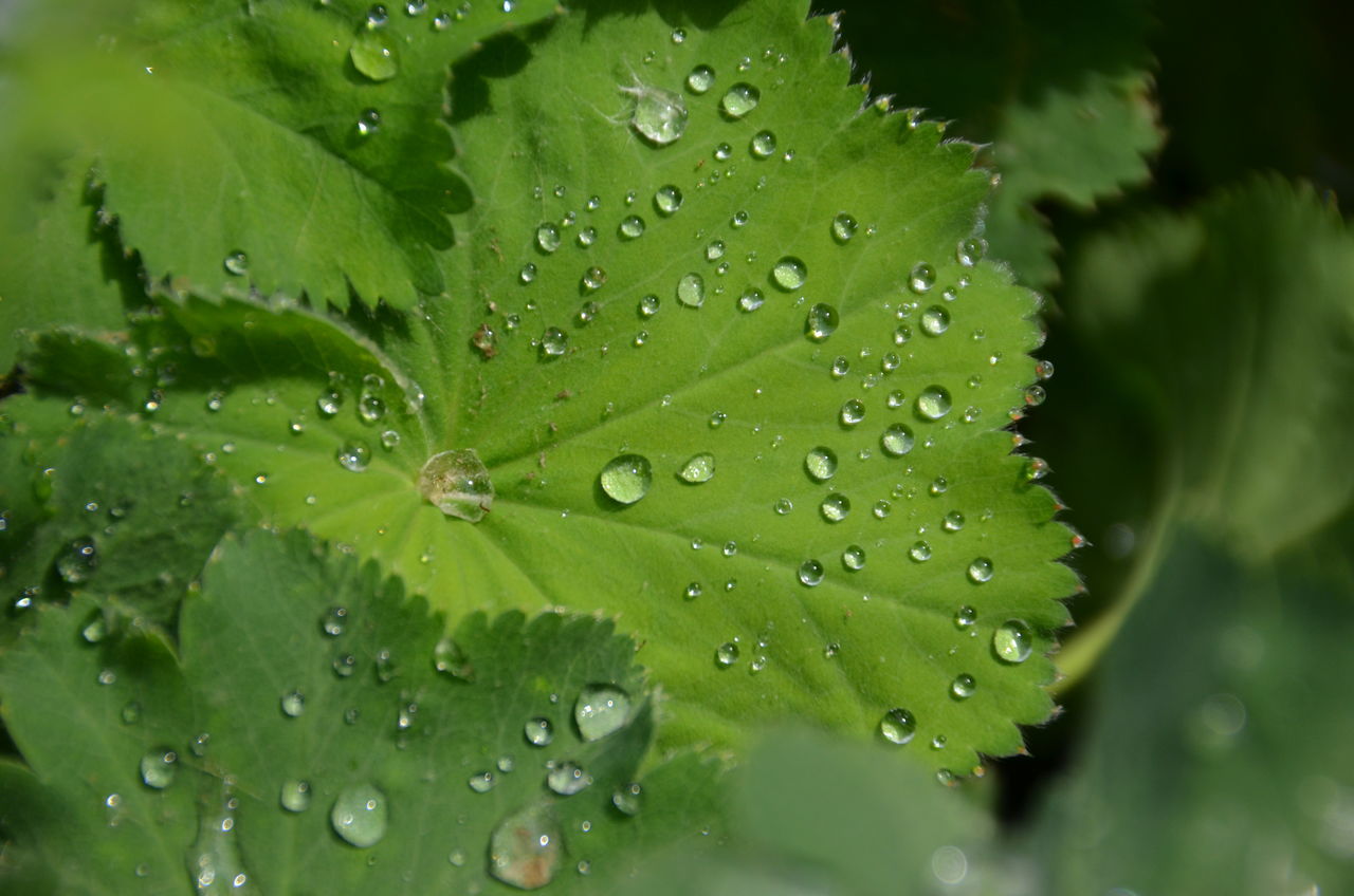 MACRO SHOT OF WATER DROPS ON LEAF