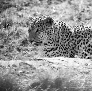 Tiger lying on a land
