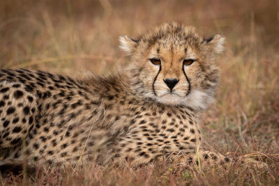 Portrait of cheetah sitting in forest