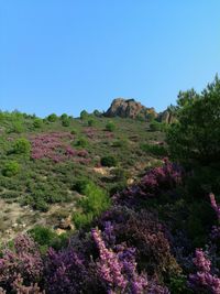 Scenic view of flowering plants and rocks against clear blue sky