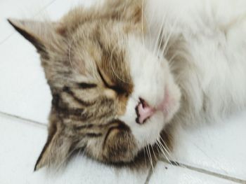 Close-up of cat sleeping