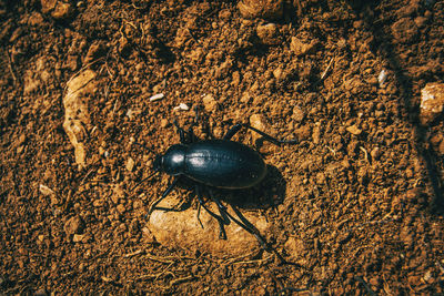 High angle view of insect on rock