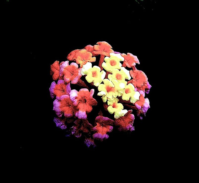 CLOSE-UP OF PINK FLOWERS BLOOMING AGAINST BLACK BACKGROUND