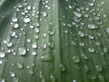 Close-up of water drops on leaves