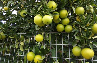 Fruits growing on tree