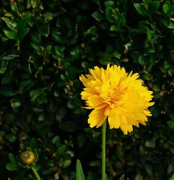 Close-up of yellow flower