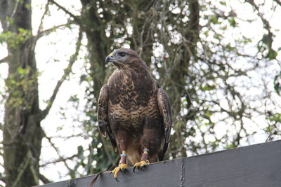 Low angle view of eagle perching on fence