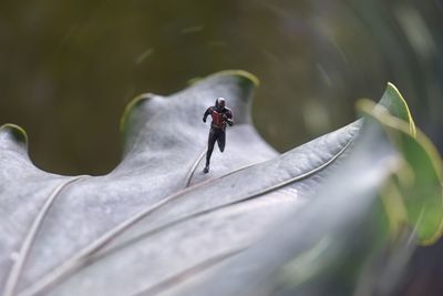 High angle view of insect on plant