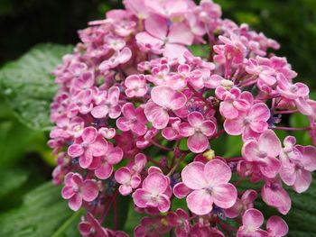 Close-up of pink flowers