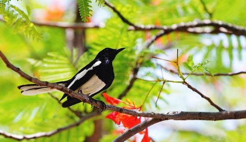 Low angle view of bird perching on branch