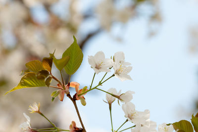 Close-up of white cherry blossoms in spring