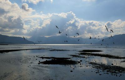 Birds flying over sea against sky