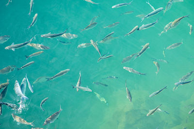 High angle view of fishes swimming in sea