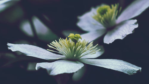 Close-up of white flowering plant