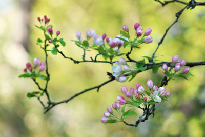 Close-up of pink flowering plant