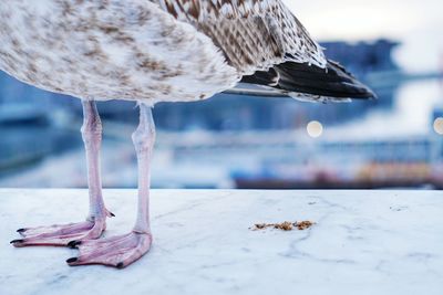 Close-up of seagull by sea