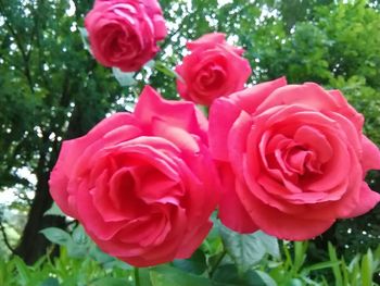 Close-up of pink rose