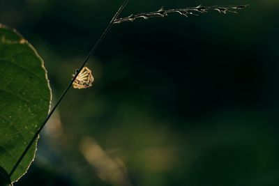 Close-up of butterfly perching on leaf