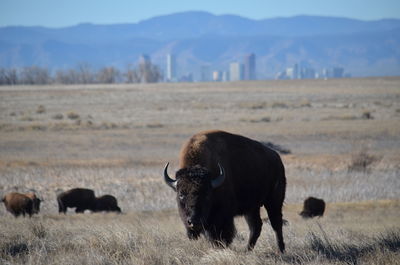 Bison grazing on field against sky