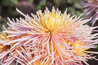 Close-up of yellow flower