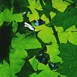 Full frame shot of green leaves