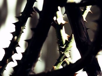 Close-up of leaves