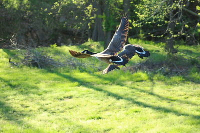 Bird flying over a land