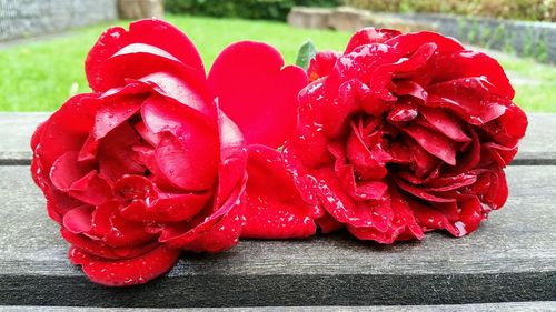 Close-up of wet red rose flower