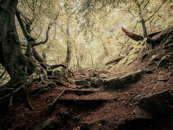 Tree trunk in forest