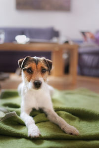 Portrait of dog relaxing at home