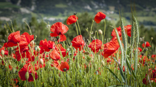 Close-up of red poppy flowers in field