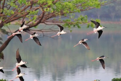 Group of birds flying on the water