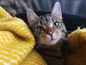 Close-up portrait of a cat at home