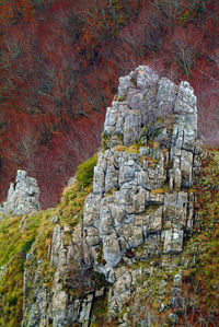 Autumn tree on cliff