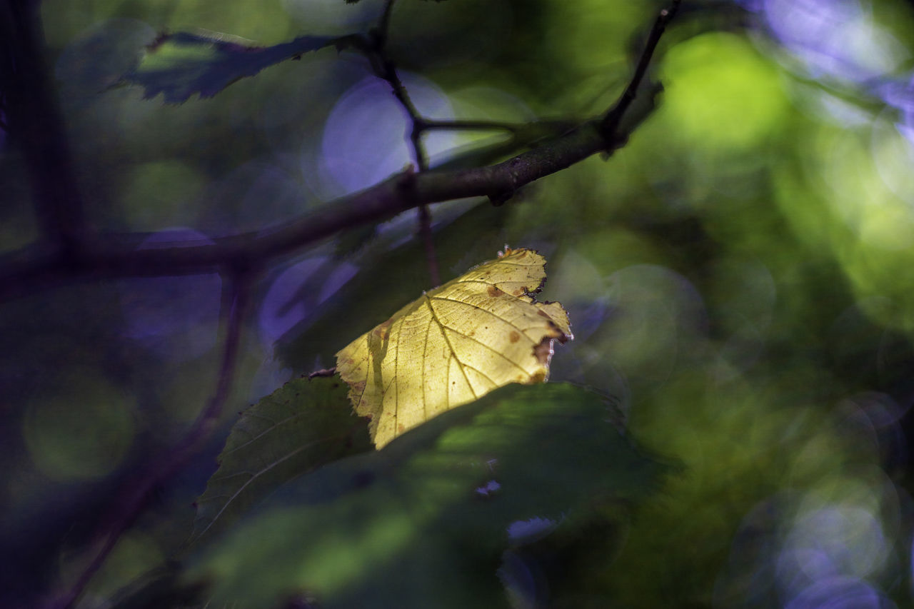 CLOSE-UP OF DRY MAPLE LEAVES