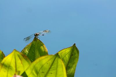 Close-up of insect on leaf against blue sky