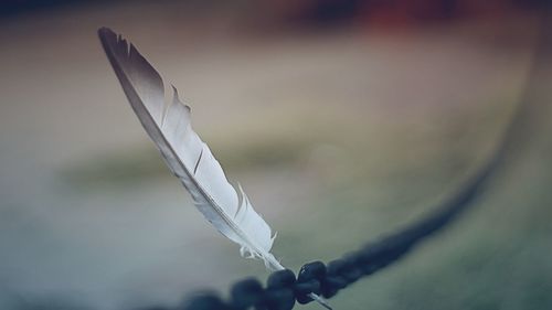 Close-up of white feather