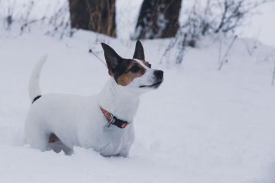 Off leash jack russell terrier dog standing in fresh deep snow observing somthing in the distance