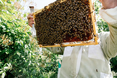 Close-up of bee