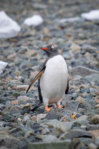 Gentoo penguin stands on shingle eyeing camera