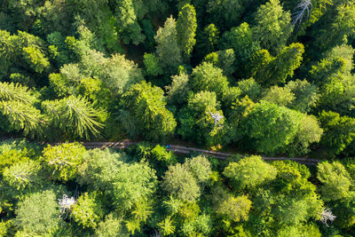 Aerial view of trees growing in forest, plitivce lakes national park