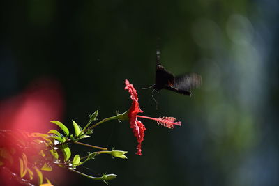 Close-up of red insect on plant