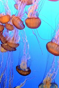 Close-up of jellyfishes swimming in sea