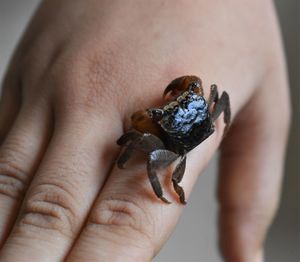 Close-up of hand holding small crab