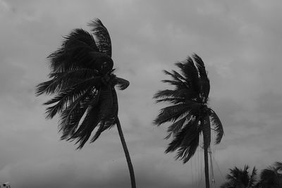 Low angle view of palm tree against sky