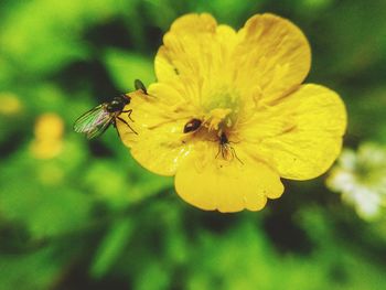 Close-up of insect on yellow flower