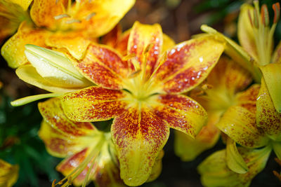 Close-up of yellow flowering plant