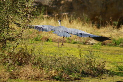 Bird flying over field