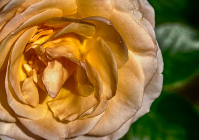 Close-up of rose