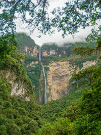 Scenic view of trees in forest